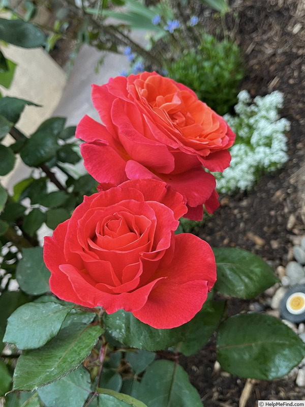 'Sedona' rose photo
