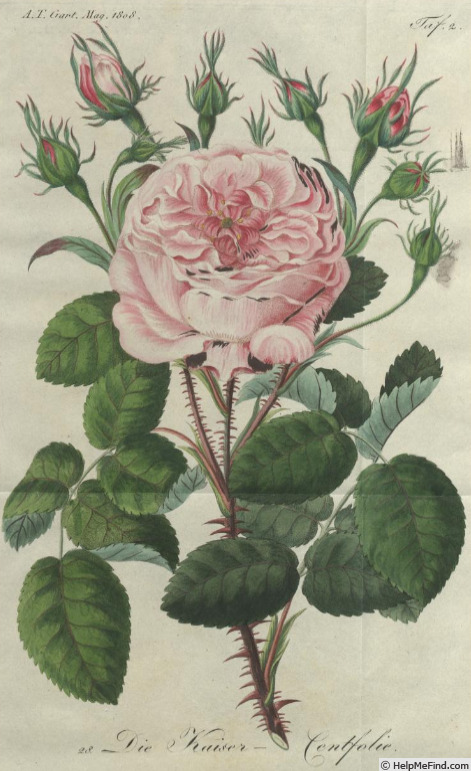 'Kaiser Centifolie' rose photo
