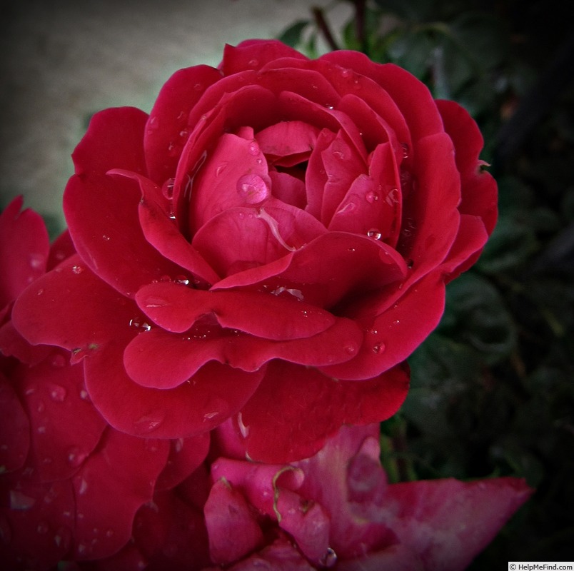 'Double Knock Out ®' rose photo