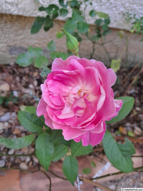 'Bornéo Odore ®' rose photo
