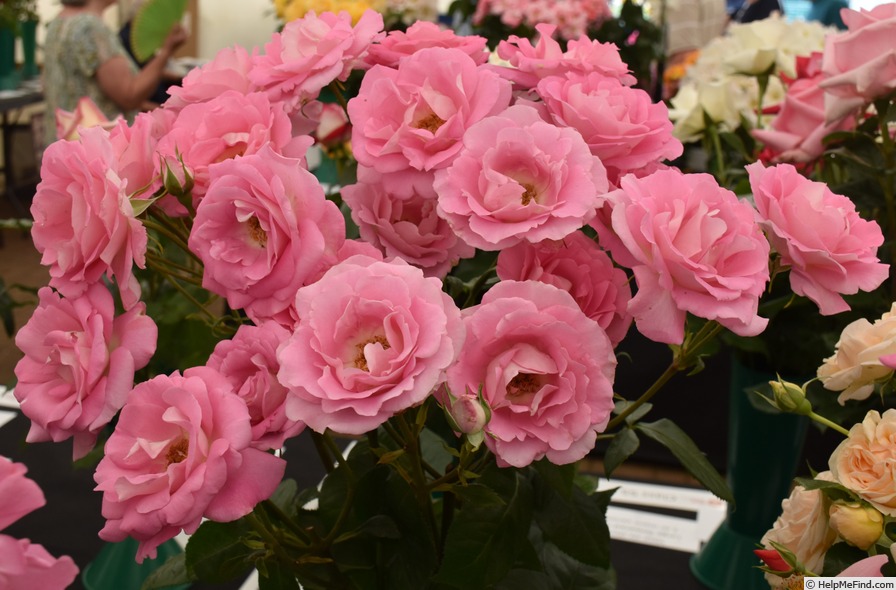 'Cliff Richard' rose photo
