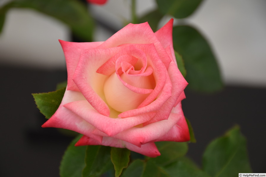 'Charismatic ™' rose photo