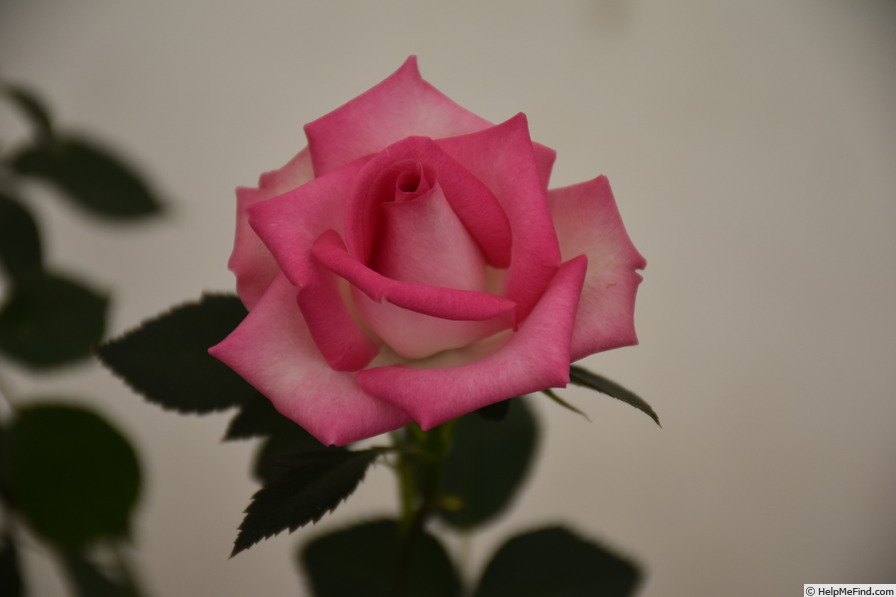 'Joy (miniature, Clemons 2007)' rose photo