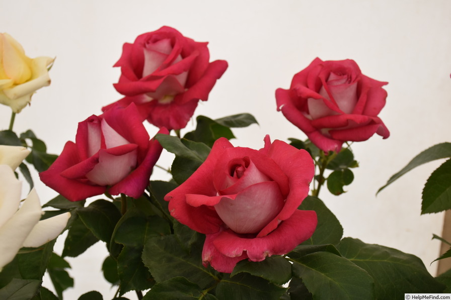 'Anis Perfumella' rose photo