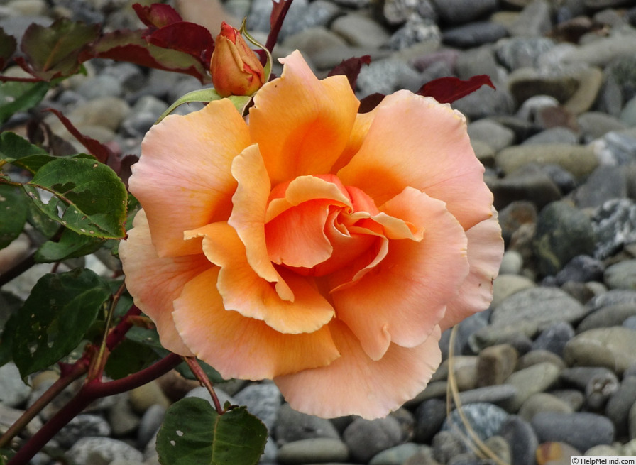 'Just Joey (Hybrid Tea, Cants, 1972)' rose photo