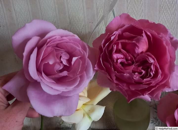 'Silver Shadow (hybrid tea, Fryer, 2013)' rose photo