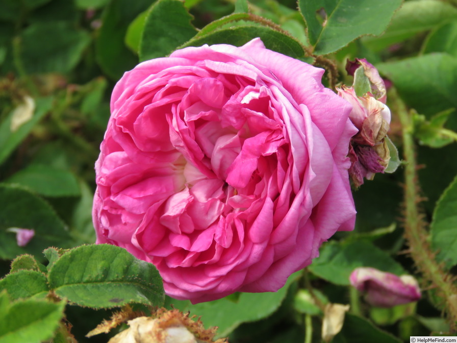 'd'Arcet' rose photo
