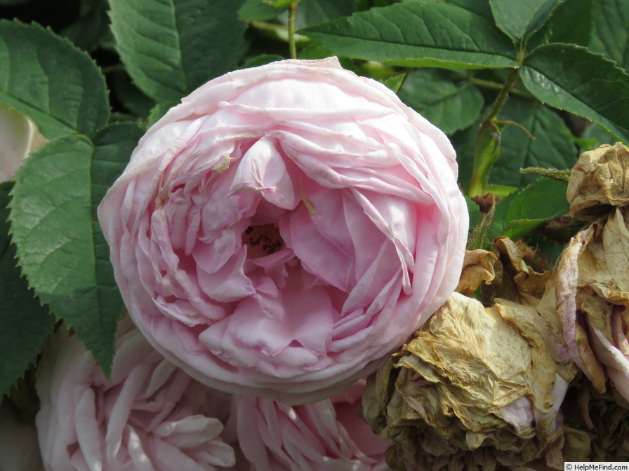 'Madame Edouard Ory' rose photo