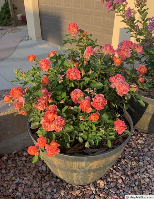 'Disneyland Rose ®' rose, click to enlarge 'Disneyland Rose ®' rose photo