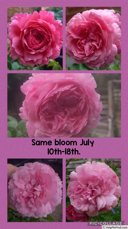 'Penelope Lively ®' rose photo
