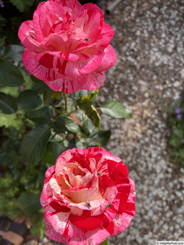 'Rock & Roll™ (grandiflora, Carruth 2006)' rose photo