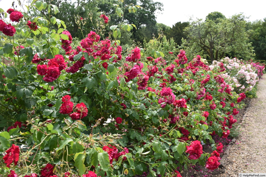 'Wilhelm' rose photo