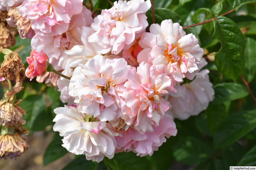 'Cornelia (Hybrid Musk, Pemberton, 1925)' rose photo