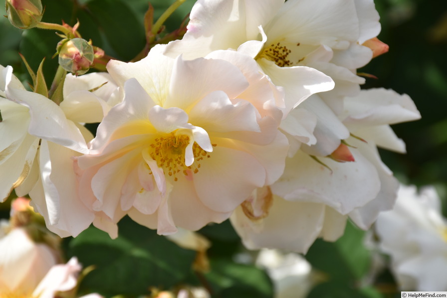 'Penelope (hybrid musk, Pemberton 1924)' rose photo