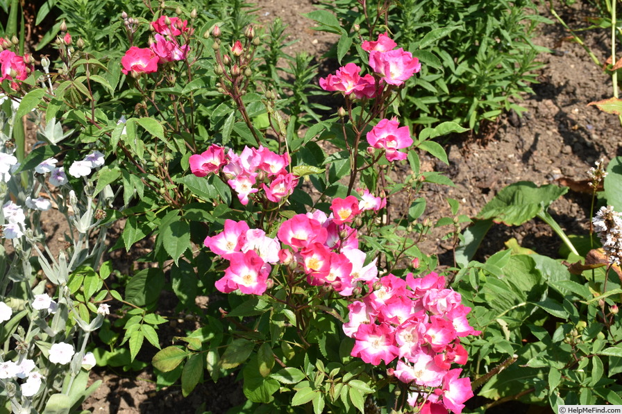 'Britannia (polyantha, Burbage, 1929)' rose photo