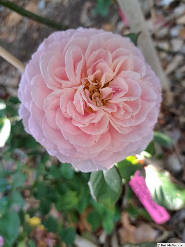 'Roses en Baie ®' rose photo