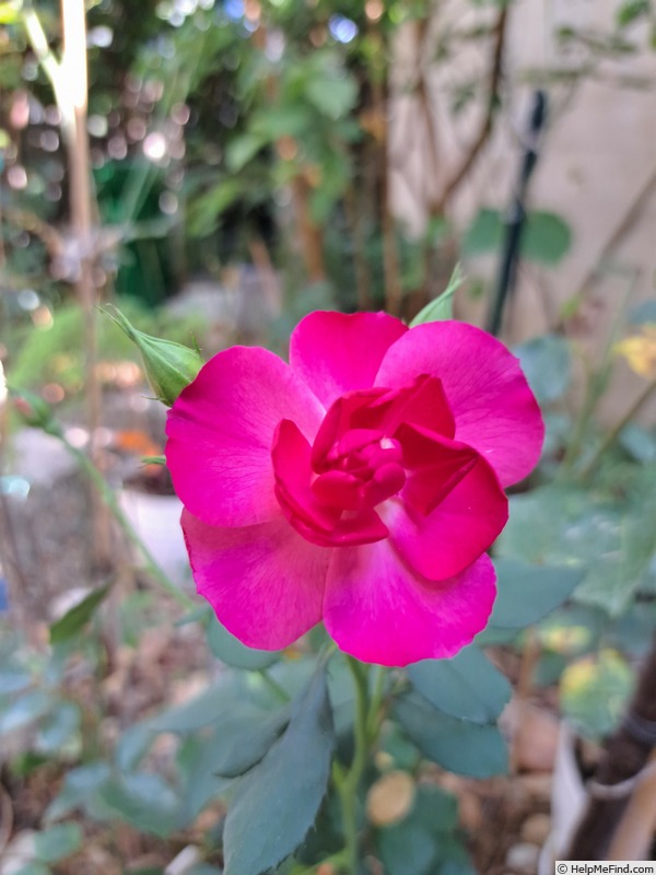 'Bluebell ® (floribunda, Meilland, 2014)' rose photo