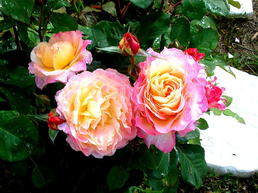 'Gorgeous™ (hybrid tea, Olesen/Poulsen, 2012)' rose photo