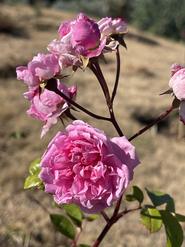 'Victoria's Pride' rose photo