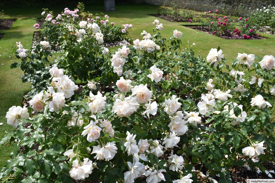 'Chandos Beauty' rose photo