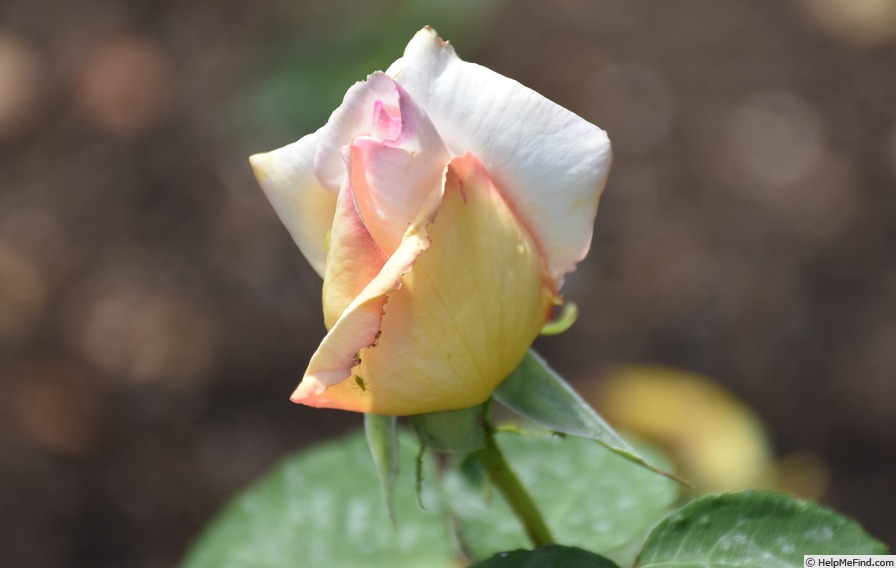'Elizabeth Harkness ®' rose photo
