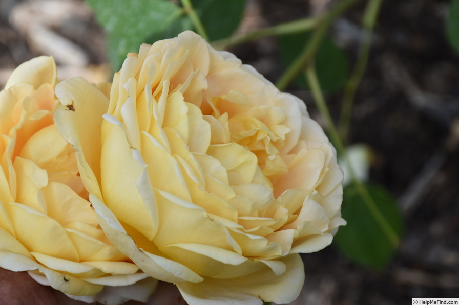 'Golden Celebration ™' rose photo