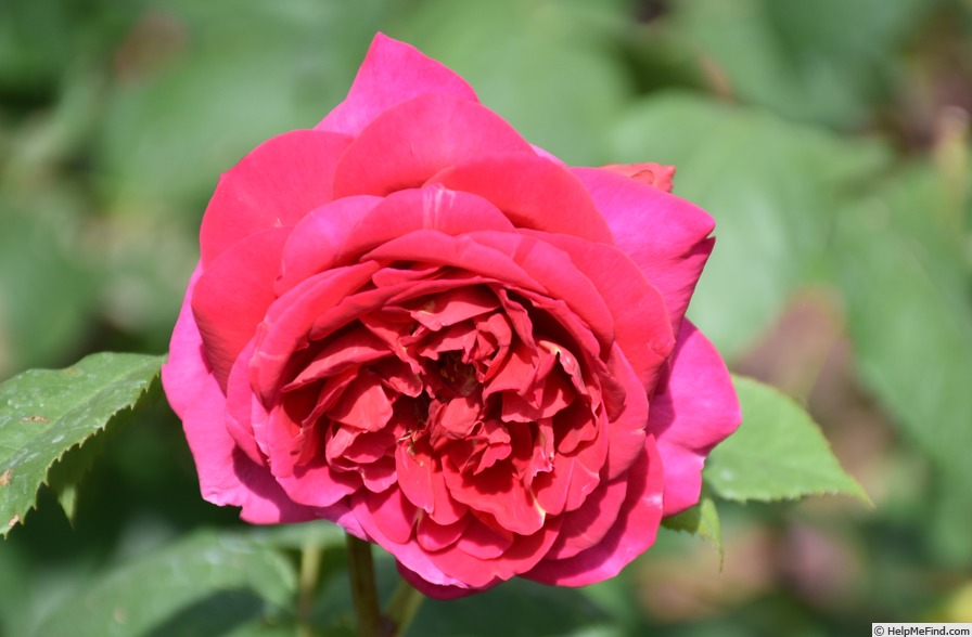 'Heathcliff' rose photo