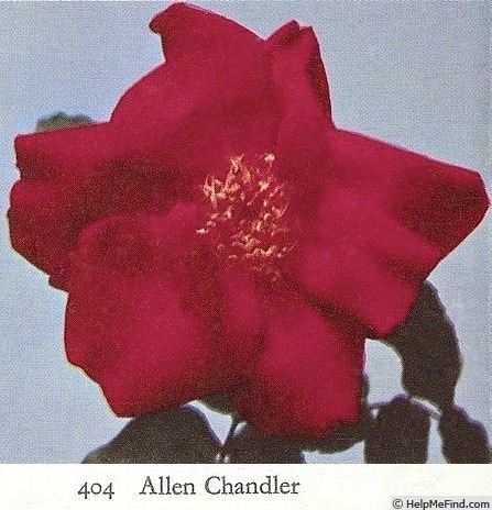 'Allen Chandler (Large Flowered Climber, Chandler, 1923)' rose photo