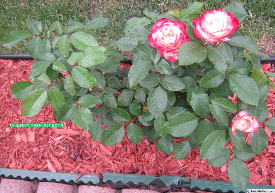 'Cherry Parfait ™' rose photo