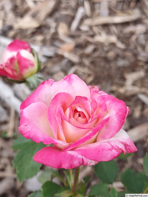 'True Bliss™' rose photo