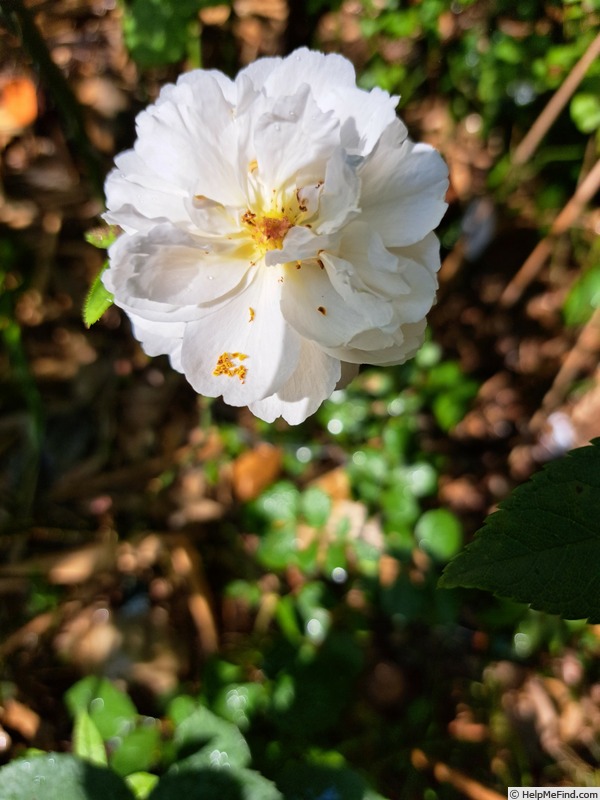 'Winchester Cathedral ®' rose photo