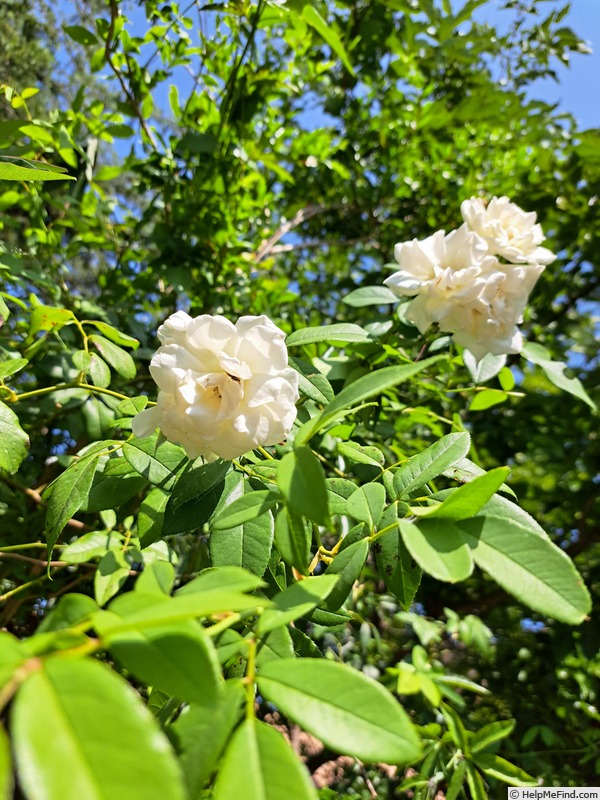 'Fée des Neiges, Cl.' rose, click to enlarge 'Fée des Neiges, Cl.' rose photo