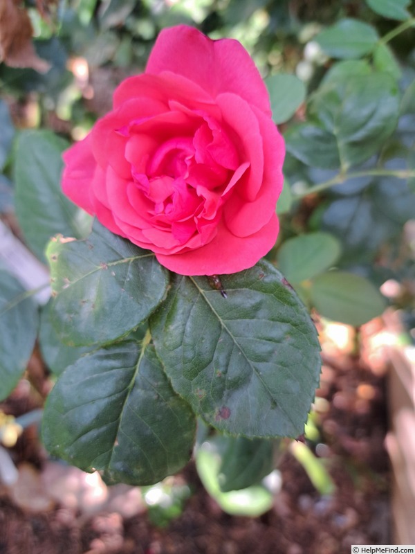 'Line Renaud ®' rose photo