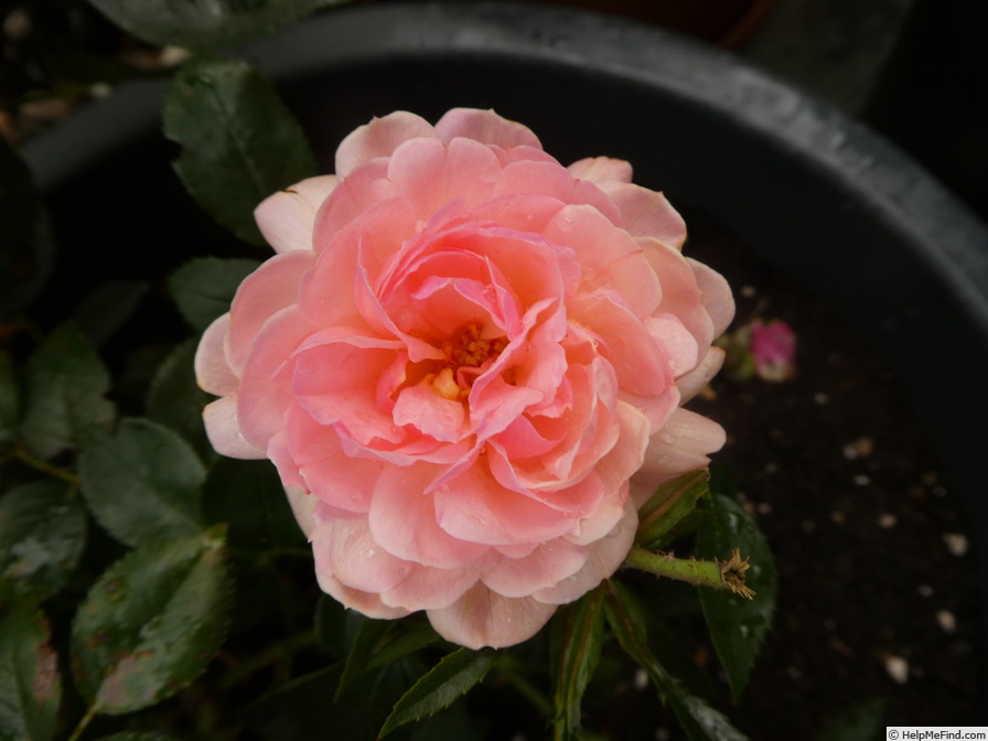 'Calypso (shrub, Lim 2013)' rose photo