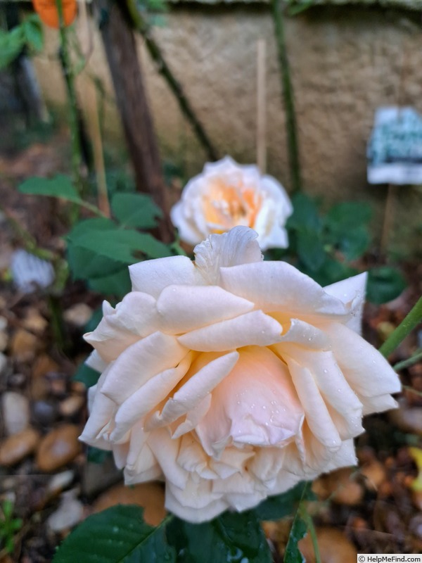 'Diamond Jubilee (hybrid tea, Boerner, 1947)' rose photo