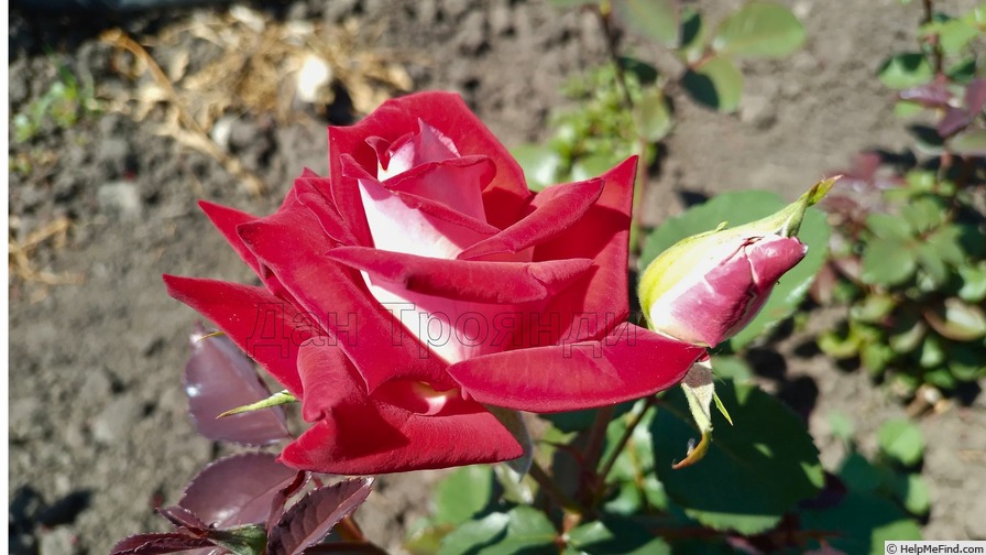 'Alliance (hybrid tea, Keimateo 2002)' rose photo