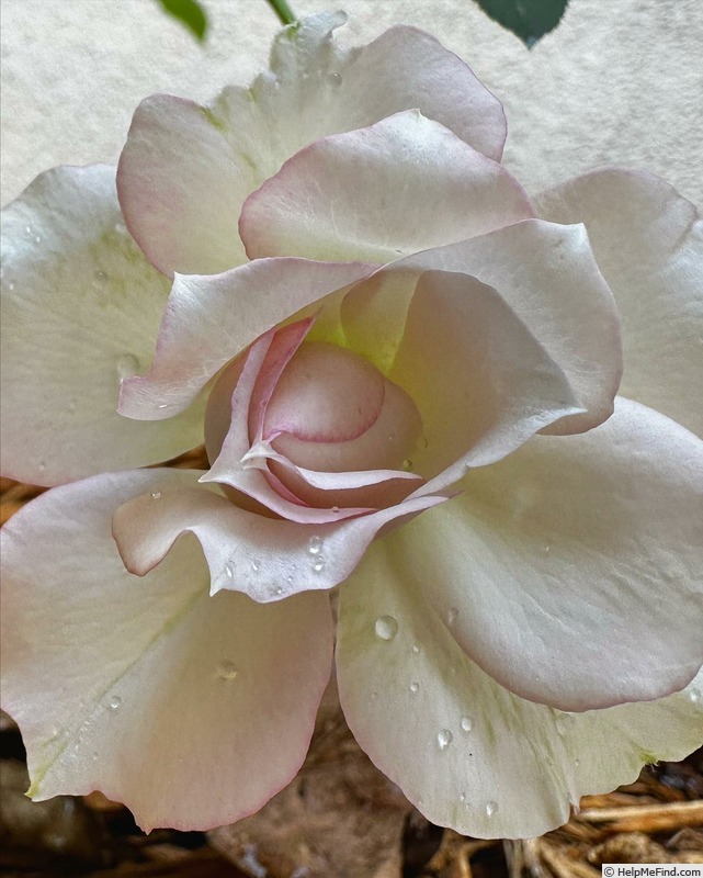 'Shalimar (shrub, Kimura, 2019)' rose photo