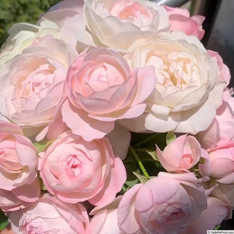 'Strawberry Macaroon' rose photo