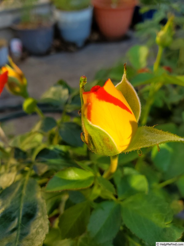 'Burst of Joy ™' rose photo