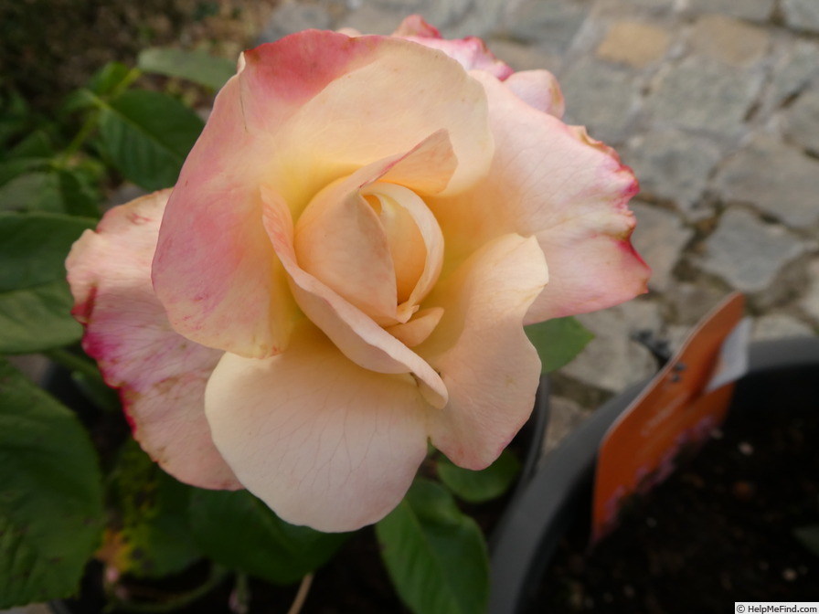 'Holiday Island Fiji ®' rose photo