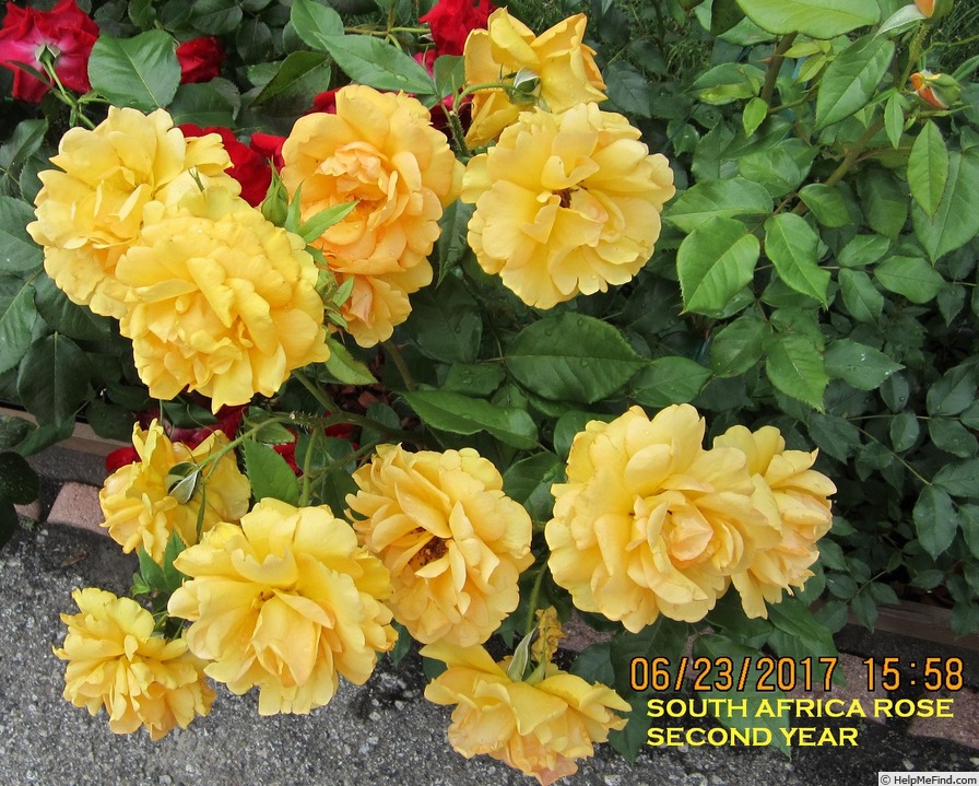 'South Africa Sunbelt ®' rose photo