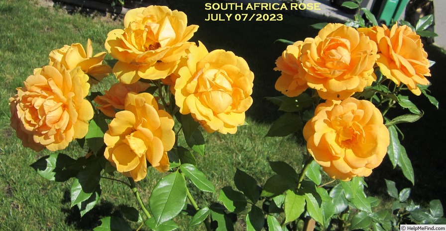 'South Africa Sunbelt ®' rose photo