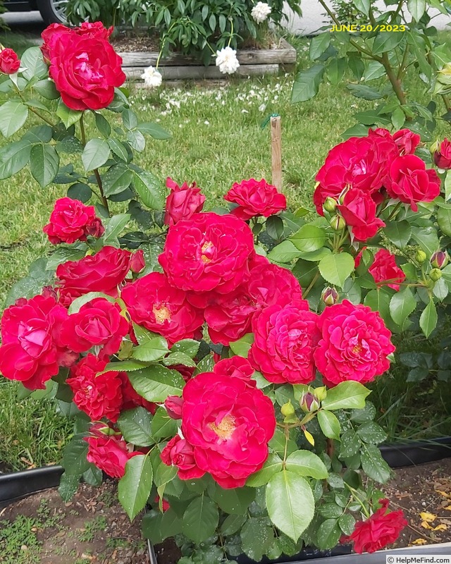 'Tamango ® (floribunda, Meilland, 1965)' rose photo