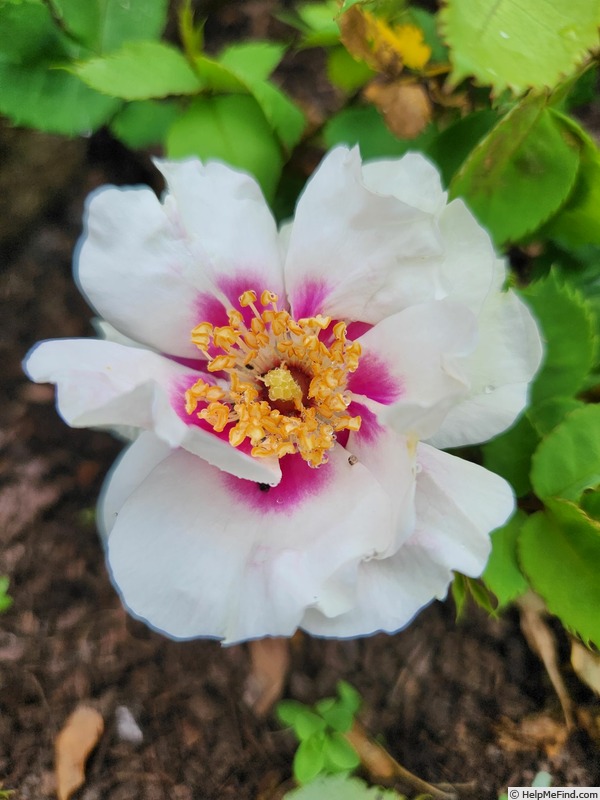 'Bowral's Rose' rose photo