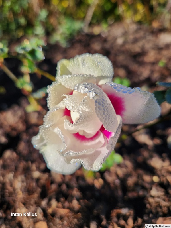 'Bowral's Rose' rose photo