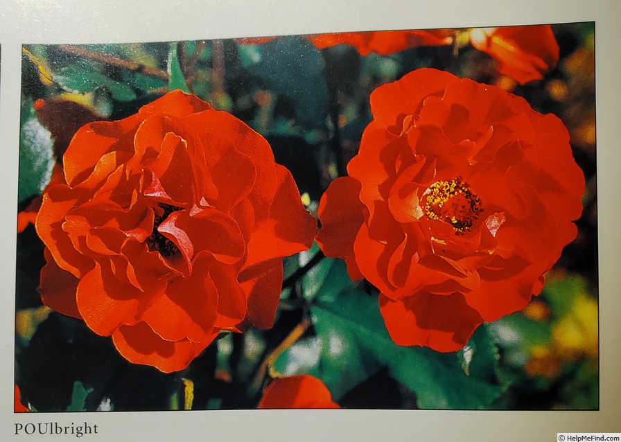 'POULbright' rose photo
