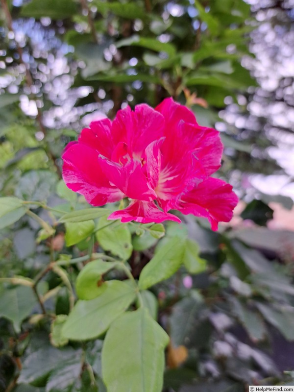 'Guy Savoy' rose photo