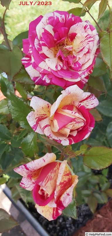 'Brocéliande ® (Hybrid Tea, Adam 2000)' rose photo