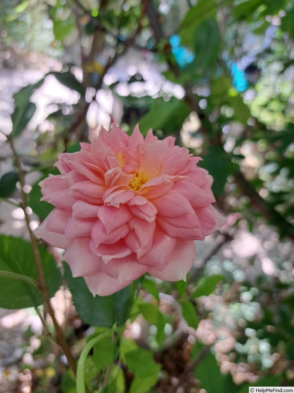'Jubilee Celebration (shrub, Austin 2002)' rose photo