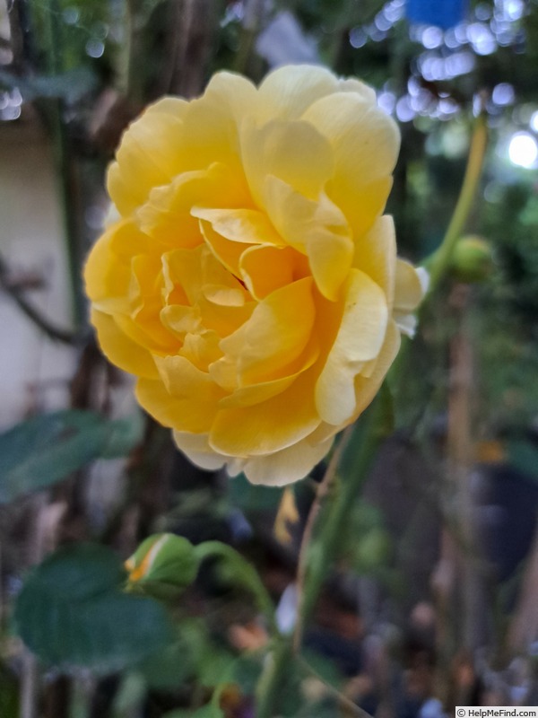'The Poet's Wife ™' rose photo